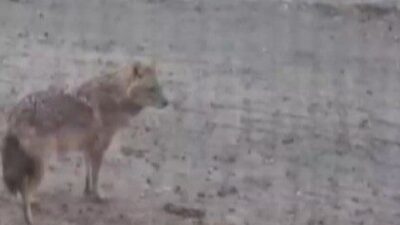 Kahramanmaraş’ta yiyecek arayan bir kurt yerleşim alanına indi. Edinilen bilgiye