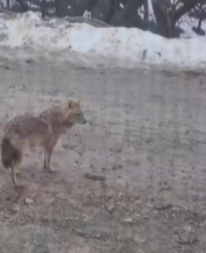 Kahramanmaraş’ta yiyecek arayan bir kurt yerleşim alanına indi. Edinilen bilgiye