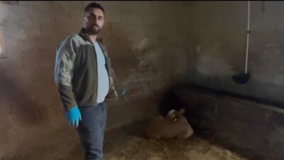 Yozgat’ta ahırlara yıldırım düştü, 3 büyükbaş hayvan telef oldu. Sarıkaya