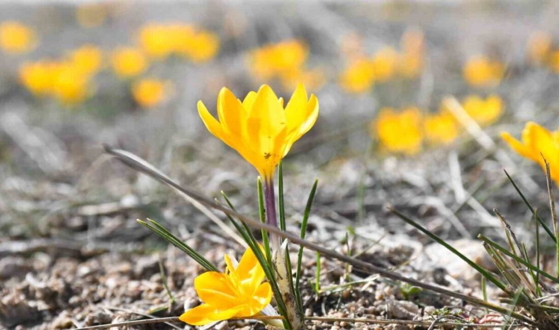 Yozgat’ta baharın habercisi olarak bilinen çiğdemler çiçek açtı. Özellikle Emirhan