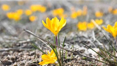 Yozgat’ta baharın habercisi olarak bilinen çiğdemler çiçek açtı. Özellikle Emirhan