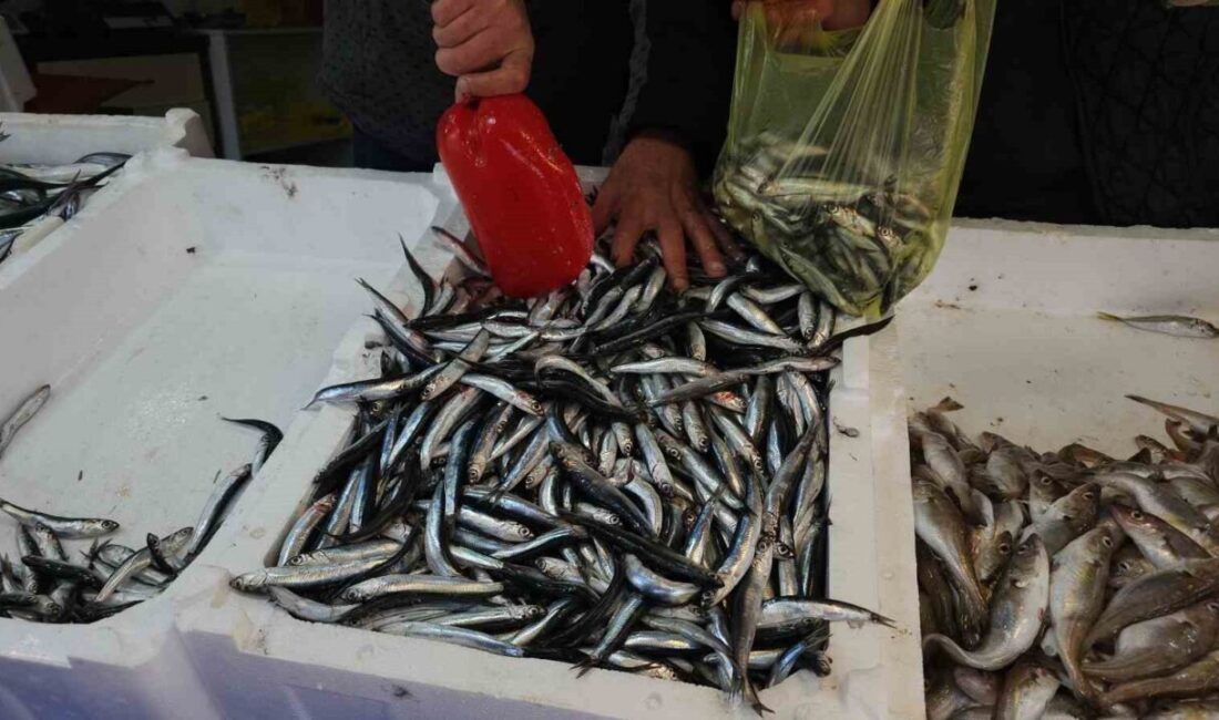 Zonguldak’ta balıkçılık sezonunda ağlara en çok hamsi takıldı. Sezon boyunca