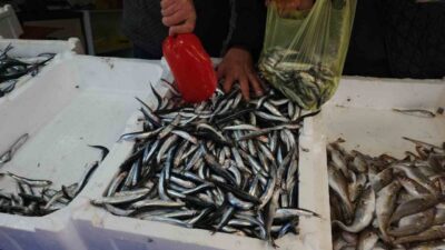 Zonguldak’ta balıkçılık sezonunda ağlara en çok hamsi takıldı. Sezon boyunca