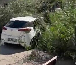 Adana’da şiddetli rüzgar hayatı olumsuz etkiledi. Rüzgarda devrilen ağaçlardan bazıları