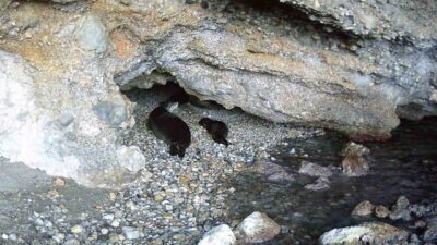 22 Mart Uluslararası Fok Günü’nde, nesli tehlike altındaki Akdeniz keşiş