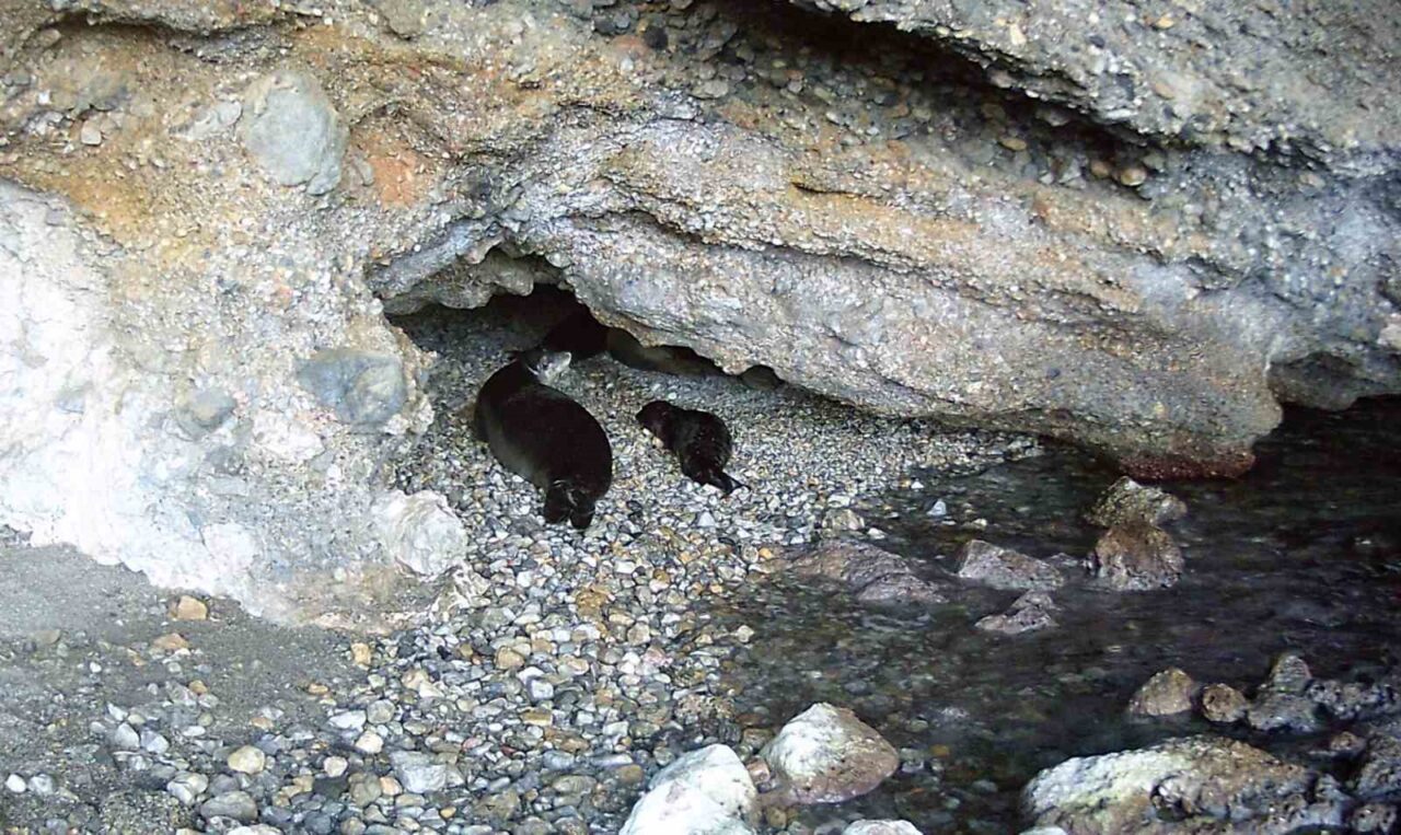 22 Mart Uluslararası Fok Günü’nde, nesli tehlike altındaki Akdeniz keşiş