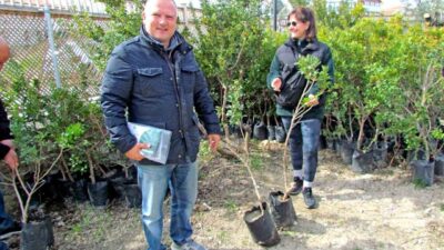 Alaçatı Gıda Topluluğu’nun başlattığı kampanya ile Çeşme Yarımadası’nın simgesi sakız