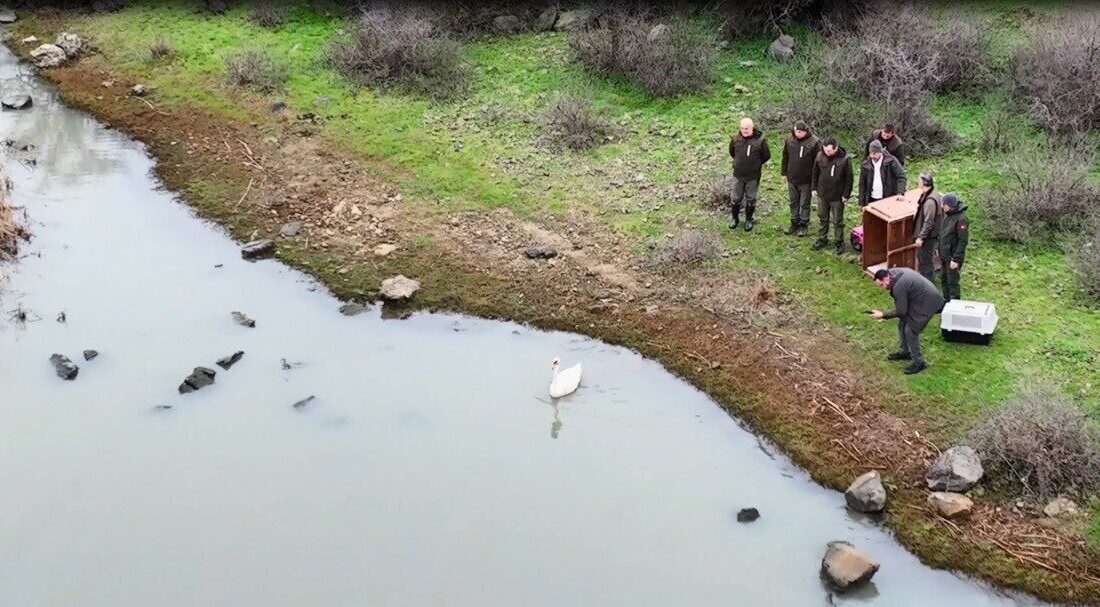 Ankara’da bir evin bahçesine düşen ve güçten düştüğü belirlenen kuğu,