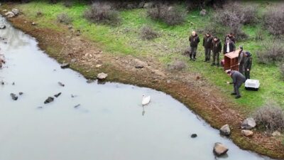Ankara’da bir evin bahçesine düşen ve güçten düştüğü belirlenen kuğu,