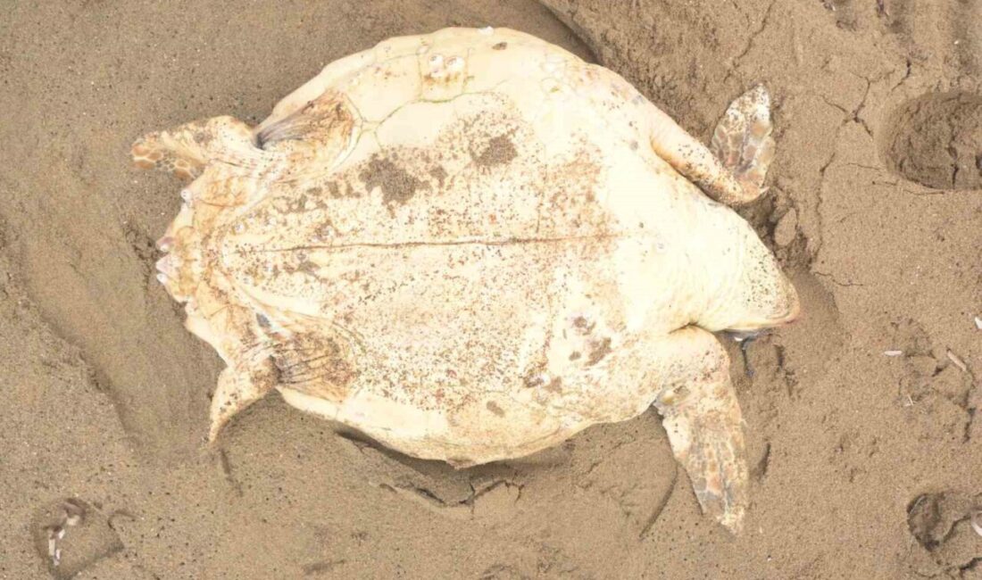 Antalya’nın Manavgat ilçesinde ölü caretta caretta sahile vurdu. Dişi deniz