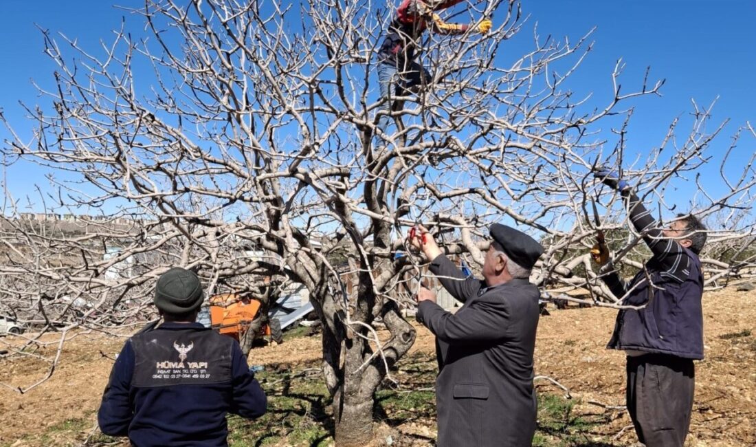 Gaziantep’in en önemli gelir kaynaklarından olan Antep fıstığı ağaçlarında hasat