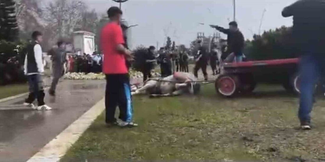 Adana’da bir kişi, koşmadığını iddia ettiği arabaya bağlı olan atını