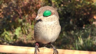 Rize ve Artvin’de yüzyıllardır sürdürülen atmacacılık geleneğinin yasaklanması yerine denetimli