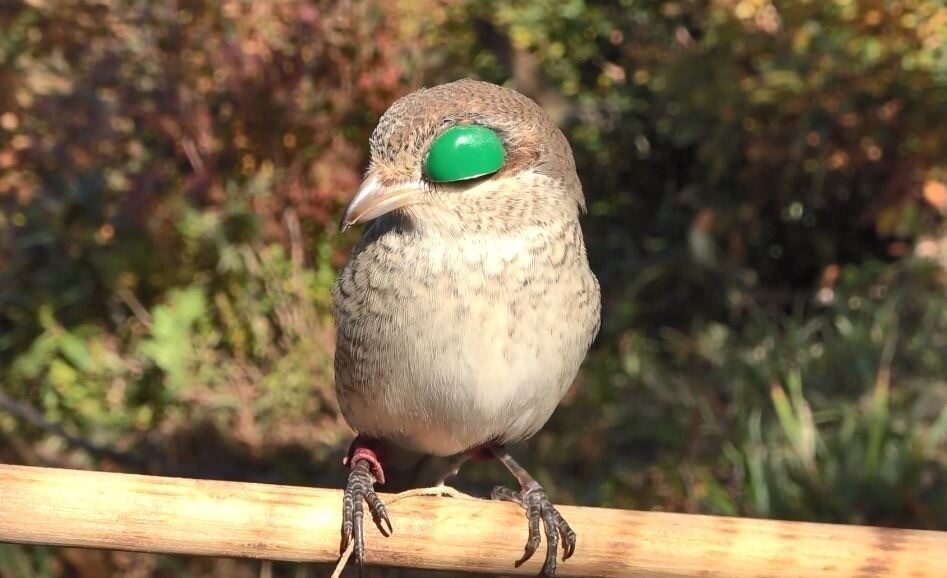Rize ve Artvin’de yüzyıllardır sürdürülen atmacacılık geleneğinin yasaklanması yerine denetimli