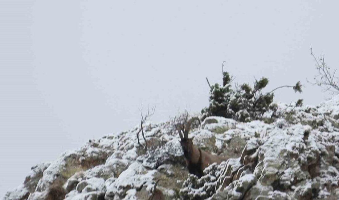 Bölgedeki yaban hayatının korunması, geliştirilmesi ve avcılığın sürdürülebilir bir şekilde