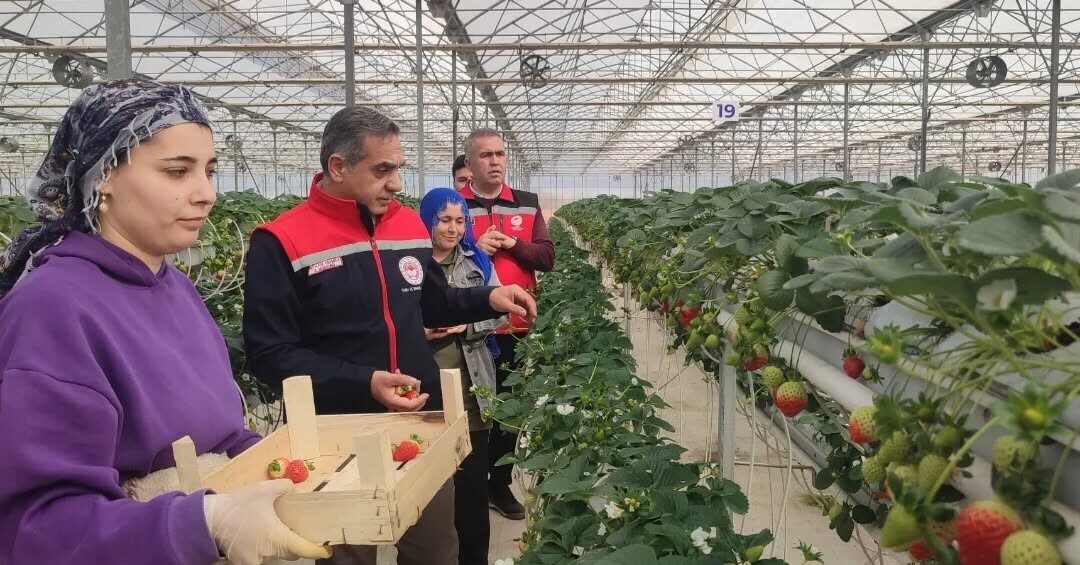 Türkiye’de çilek üretiminde ikinci sırada yer alan Aydın’da seralarda çilek