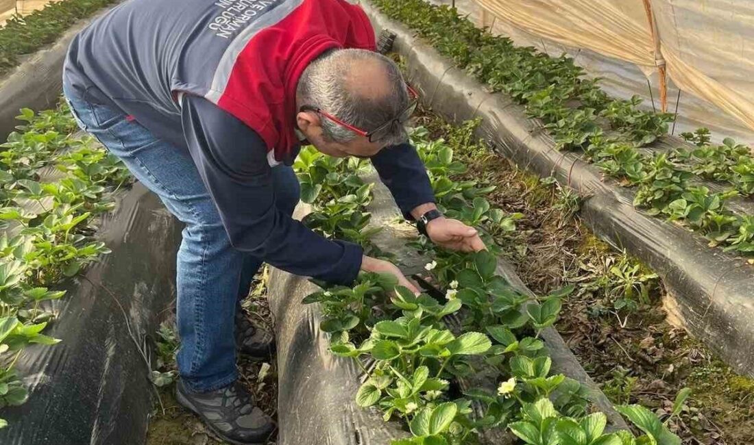 Önemli tarım kentlerinden olan Aydın’ın Köşk ilçesinde, hasat öncesi çilek