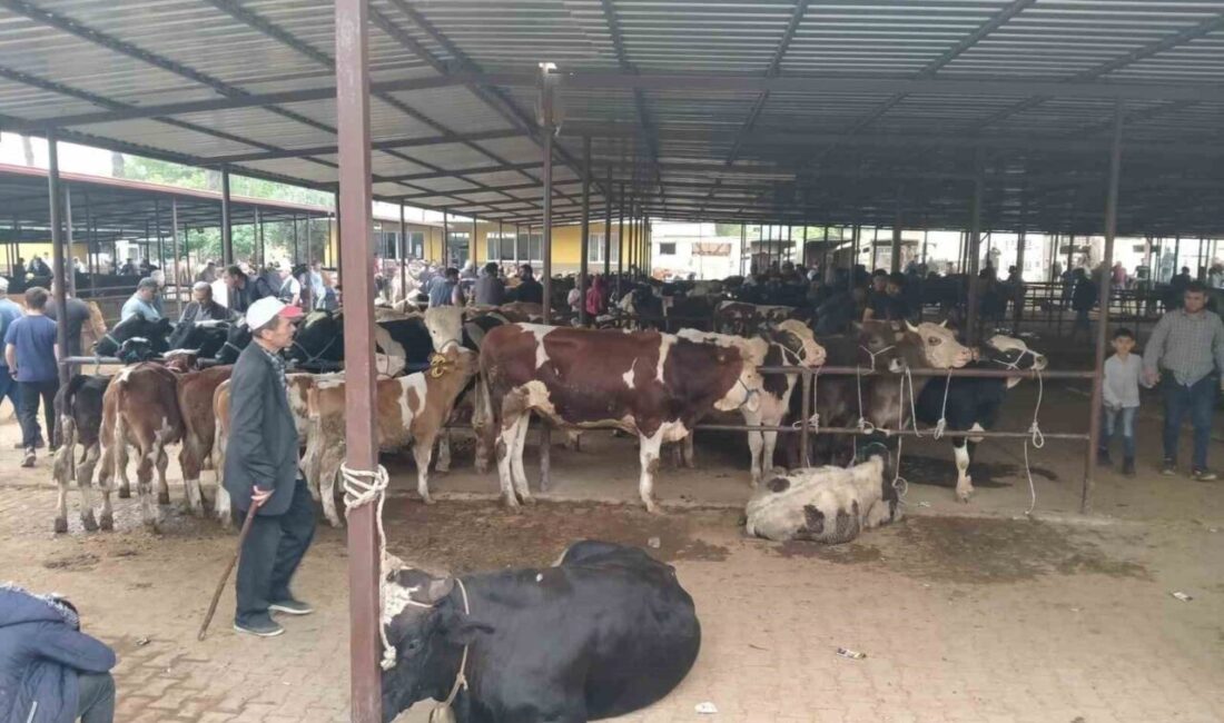 Aydın’da hayvan pazarlarında yeni düzenleme yürürlüğe girerken, İl Hayvan Sağlığı