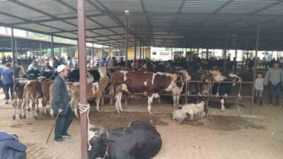 Aydın’da hayvan pazarlarında yeni düzenleme yürürlüğe girerken, İl Hayvan Sağlığı