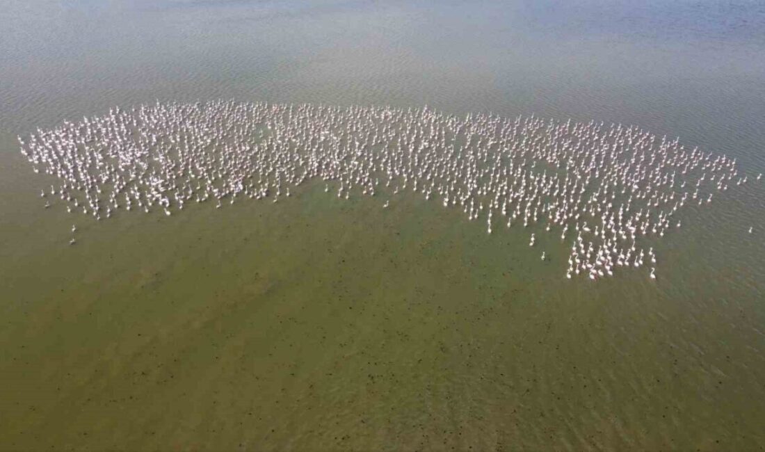 Baharın habercisi allı turnalar Yozgat’taki Gelingüllü Barajı’nda görüntülendi. Yüzlerce flamingonun