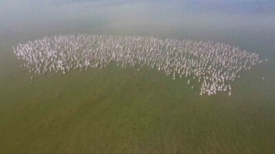 Baharın habercisi allı turnalar Yozgat’taki Gelingüllü Barajı’nda görüntülendi. Yüzlerce flamingonun