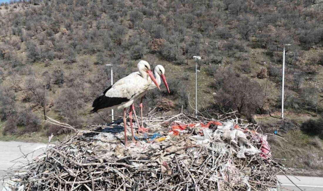 Baharın habercisi olan leylekler, Kuzey Afrika ve Orta Doğu’dan çıktıkları
