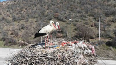 Baharın habercisi olan leylekler, Kuzey Afrika ve Orta Doğu’dan çıktıkları