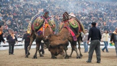 Balıkesir’in Burhaniye ilçesinde şap hastalığı nedeniyle yapılamayan deve güreşlerinin önünün