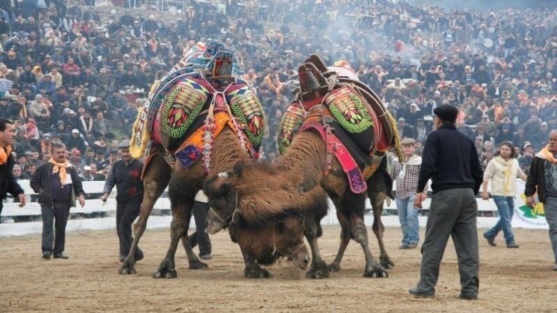 Balıkesir’in Burhaniye ilçesinde şap hastalığı nedeniyle yapılamayan deve güreşlerinin önünün
