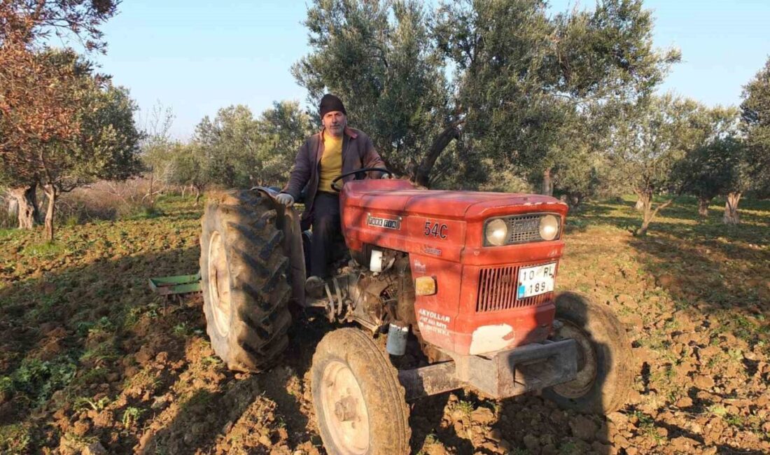 Türkiye’nin önemli zeytin üretim merkezlerinden Balıkesir’in Burhaniye ilçesinde, zeytinliklerde budama