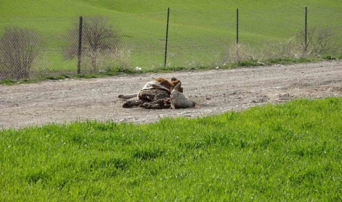 Adıyaman’da Atatürk Barajı içerisine, yol ortasına ve kenarlarına atılan çok