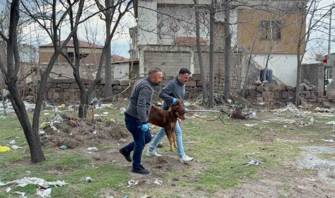 Kayseri’nin Melikgazi ilçesinde başıboş köpeğin saldırdığı 3 yaşındaki çocuk ağır