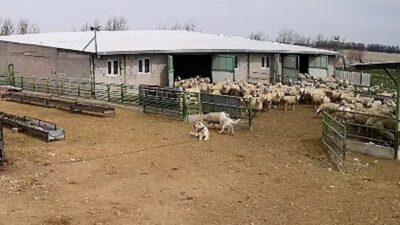 Konya’nın Karapınar ilçesinde bir çiftliğe giren sokak köpeği koyunları kovalarken,