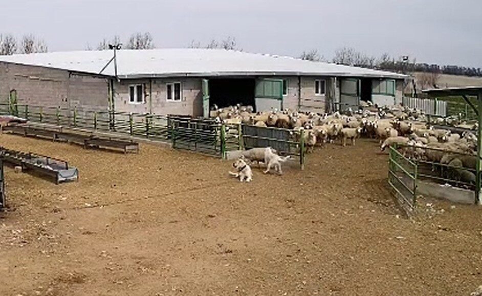 Konya’nın Karapınar ilçesinde bir çiftliğe giren sokak köpeği koyunları kovalarken,