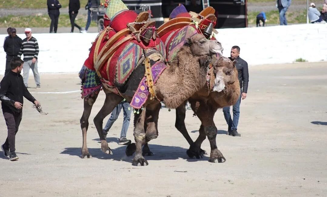 Aydın’ın İncirliova ilçesinde düzenlenen 39. Geleneksel İncirliova Deve Güreşi Festivali’nin