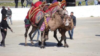 Aydın’ın İncirliova ilçesinde düzenlenen 39. Geleneksel İncirliova Deve Güreşi Festivali’nin