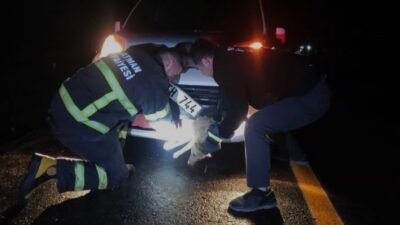 BATMAN (İHA) – Batman’da aniden yola çıkan tilki, aracın çarpması