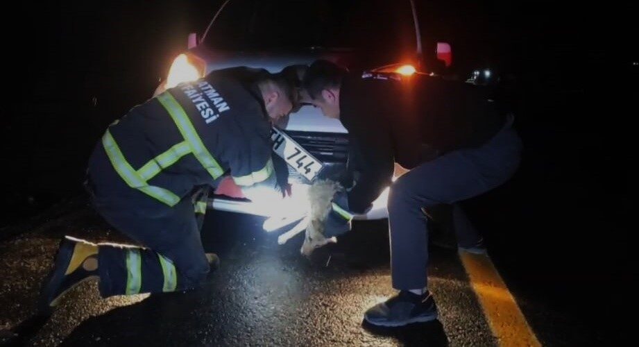 BATMAN (İHA) – Batman’da aniden yola çıkan tilki, aracın çarpması