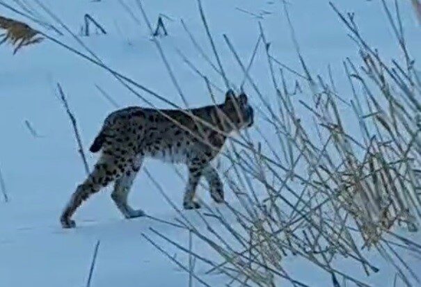 Bayburt merkeze bağlı Sırakayalar köyünde karlı arazide dolanan bir vaşak