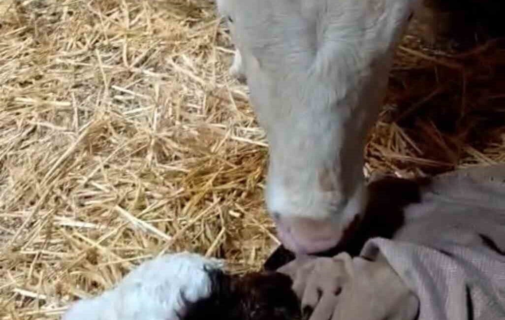 Elazığ’da bir besici, bayram sabahında girdiği ahırda doğan buzağıyı görünce