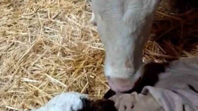 Elazığ’da bir besici, bayram sabahında girdiği ahırda doğan buzağıyı görünce