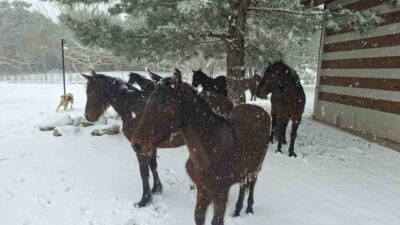 Ramazan Bayramı’nın ilk gününde Spil Dağı Milli Parkı yılın en
