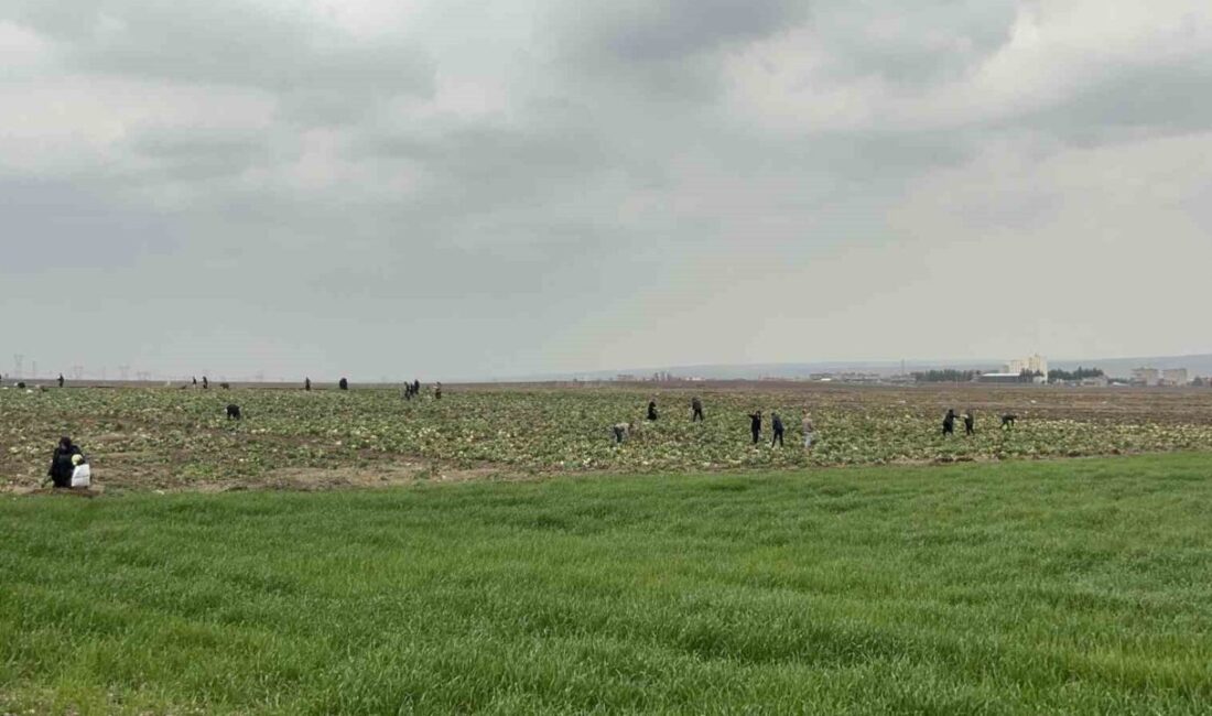 Batman’da ürünlerini satamayan bir çiftçi, çareyi lahanaları ücretsiz dağıtmakta buldu.