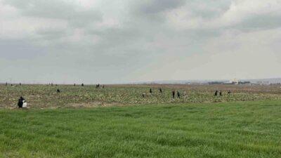 Batman’da ürünlerini satamayan bir çiftçi, çareyi lahanaları ücretsiz dağıtmakta buldu.
