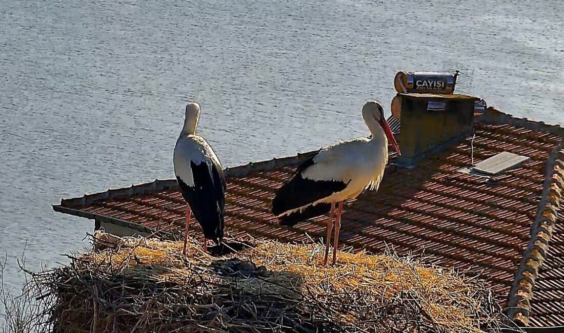 Bursa’nın Karacabey ilçesine bağlı Eskikarağaç Mahallesi’nde (Leylek köyü), beklenen buluşma