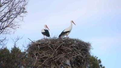 Konya’nın Beyşehir ilçesinde baharın habercisi olarak bilinen leylekler yuvalarına dönmeye