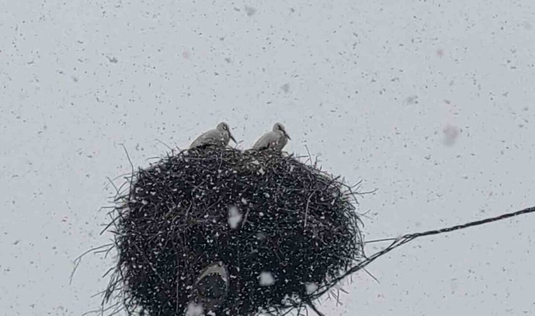 Baharın habercisi olarak bilinen leylekler, Bingöl’e erken gelince kar yağışına