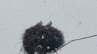Baharın habercisi olarak bilinen leylekler, Bingöl’e erken gelince kar yağışına