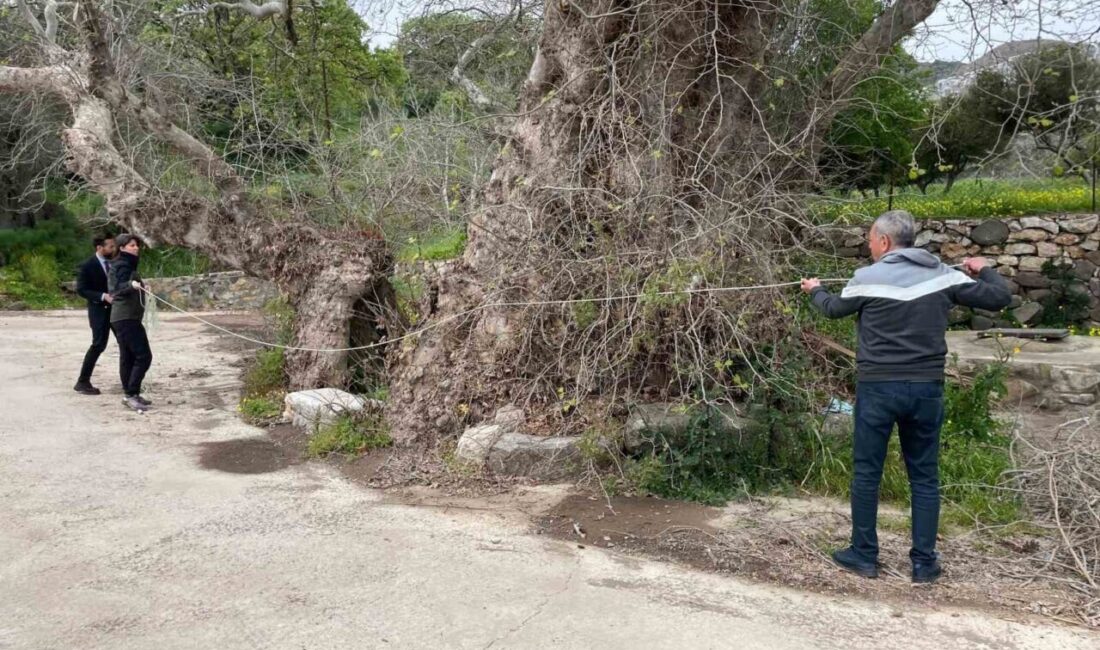Muğla’nın Bodrum ilçesinde doğa yürüyüşü sırasında fark edilen ve gövde