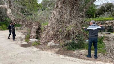 Muğla’nın Bodrum ilçesinde doğa yürüyüşü sırasında fark edilen ve gövde